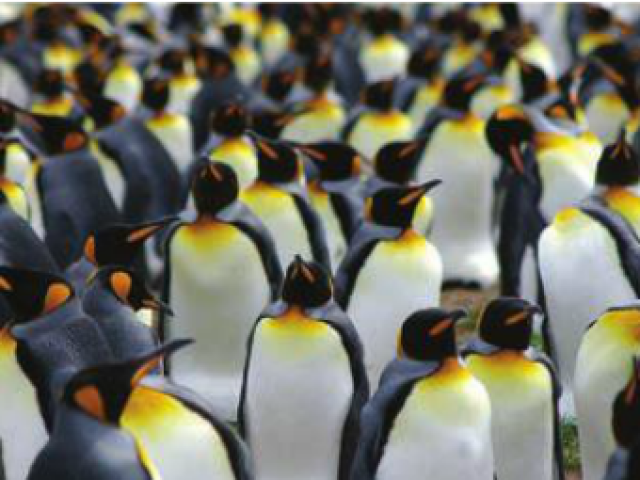 Life in the Huddle: How Making Like a Penguin this Winter Can Improve Your Dental Practice